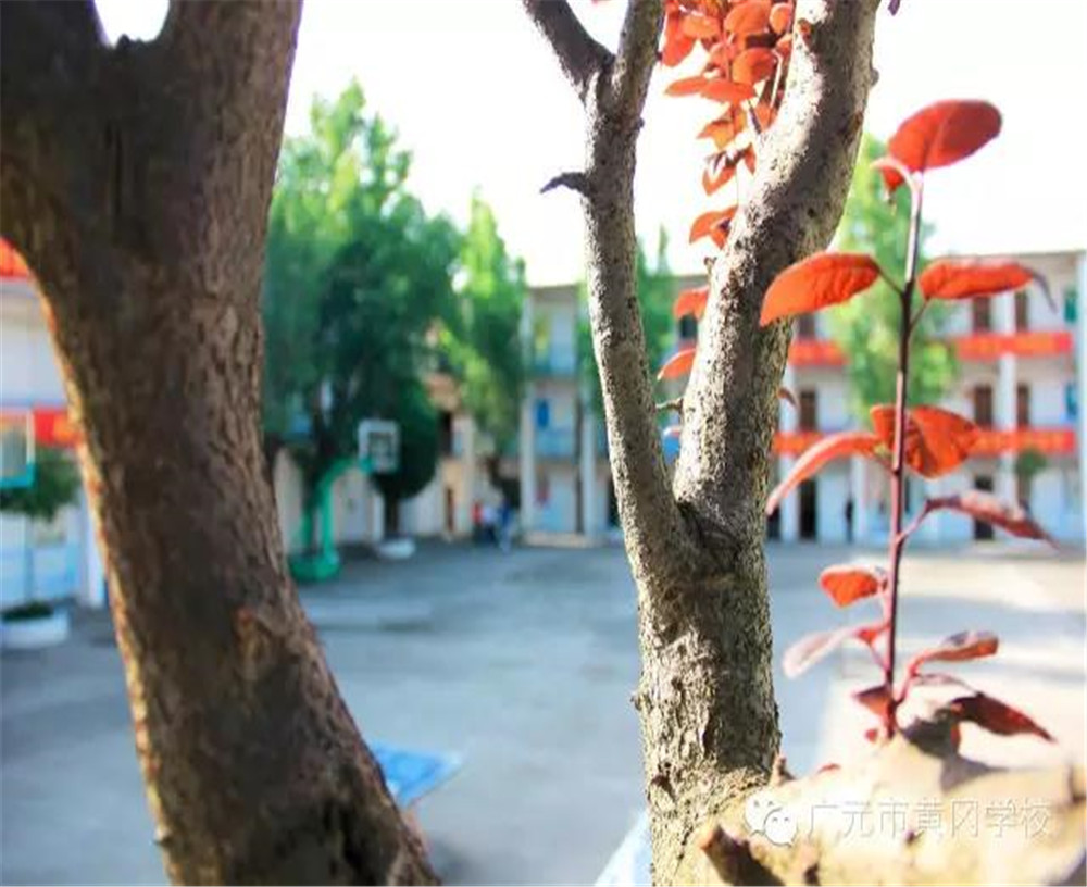 廣元市黃岡學(xué)校詳細(xì)地址在什么地方？