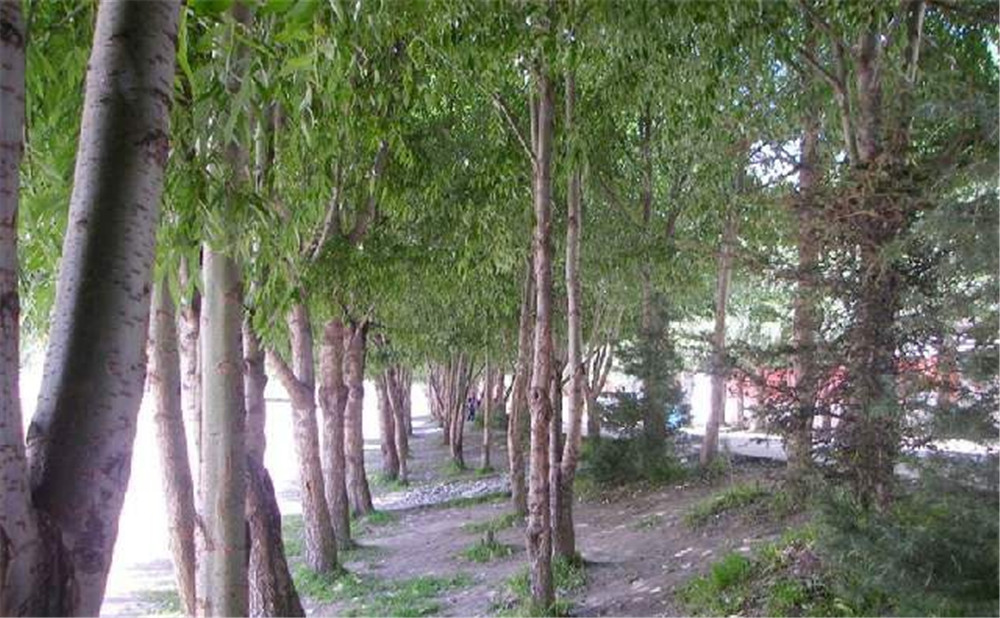松潘中學(xué)2020年的招生簡(jiǎn)章在哪看？